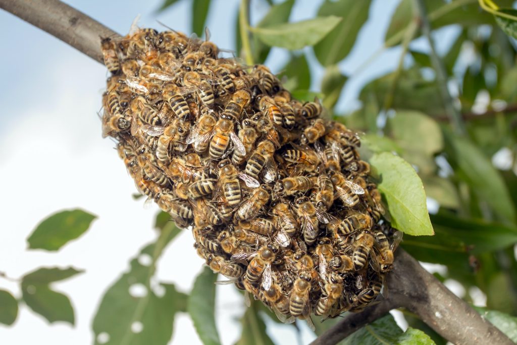 a bunch of bees on a tree branch